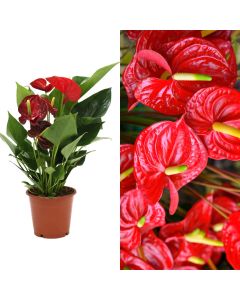 Anthurium v.12 h.40