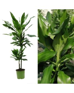 Dracaena janet lind 2 plant v.19 h.90-120