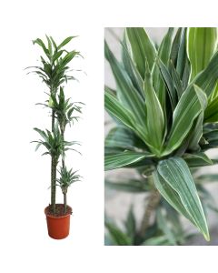 Dracaena ulises 4 plant v.27 h.170