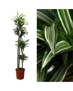 Dracaena jade jewel 4 plant v.27 h.170