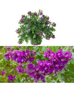 Polygala myrtifolia v.24 h.55-75
