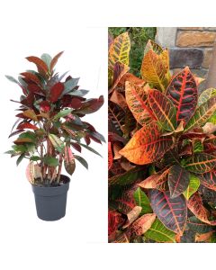 Codiaeum v.19 h.60-75, branched