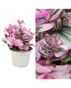 Tradescantia mix v.14 h.15-25