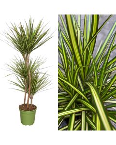 Dracaena marginata kiwi v.21 h.120