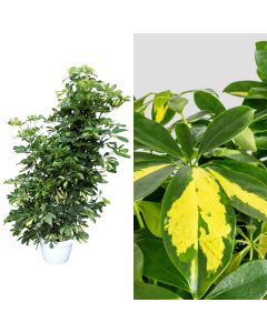 Schefflera gold capella v.35 h.145-170
