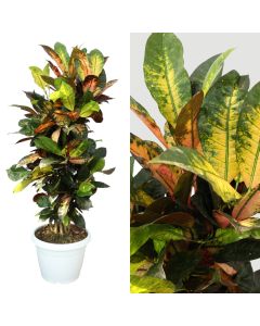 Croton ramficato v.35 h.140-150