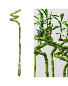 Dracaena lucky bamboo h.50, stem spiral