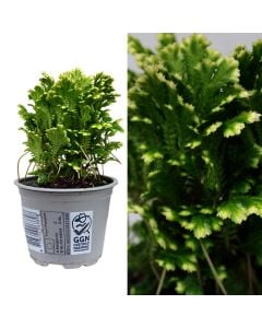 Selaginella martensii, jori v.11 h.15-20