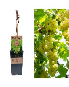 Fidan rrushi per vere, vitis vin boskoop glory v.15 h.60