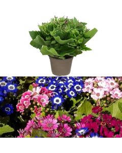 Cineraria pericallism, hybrida v.14 h.20-25