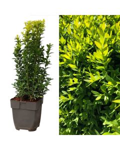Buxus sempervirens v.13 h.40