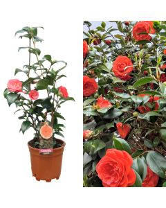 Camellia japonica v.17 h.60
