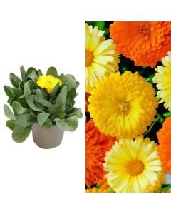 Calendula officinalis v.14 h.20