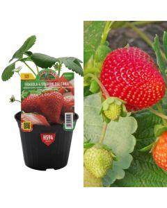 Organic Italian strawberries, rifiorente dulcinea v.10