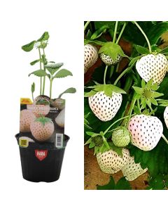 Organic Italian white strawberries, bianca v.10