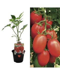 Organic Italian long pomodoro seedlings, ovale luna v.10