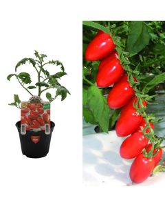 Organic Italian long pomodoro seedlings, datterino lobello v.10