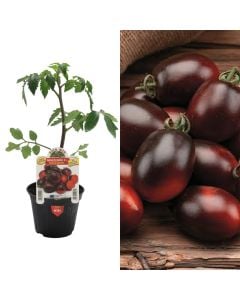 Fidan domate e zeze Italiane bio, dattorino nero v.10