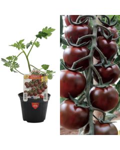 Fidan pomodoro e zeze Italiane bio, ciliegino chocolate v.10