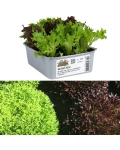 Fidan sallate miks Italiane bio, salanova riccia pck 9