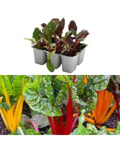 Fidan panxhari Italian bio, svizzera multicolore pack 6