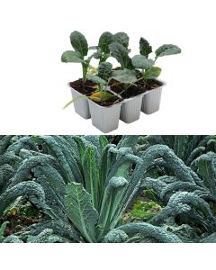 Fidan lakre jeshile Italian bio, nero di toscana pack 6