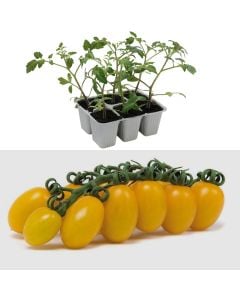 Fidan domate e verdhe Italiane bio, datterino giallo pack 6