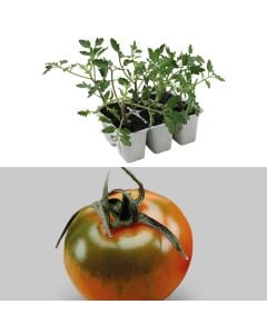 Fidan domate e jeshile Italiane bio, camone quinto gusto pack 6