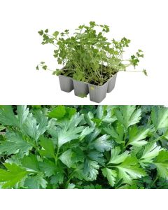 Fidan majdanoz Italian bio, comune pack 6