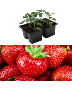 Fidan luledhetrydhe Italiane bio, rifiorente anabelle pack 4