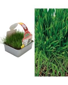 Fidane bari per mace Italiane bio, erba gatto con manico