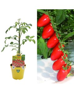 Fidan pomodoro e gjate Italiane bio, datterino v.14
