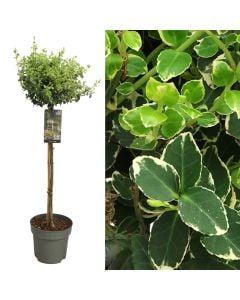 Euonymus fortunei emerald gold v.21 h.110, stem