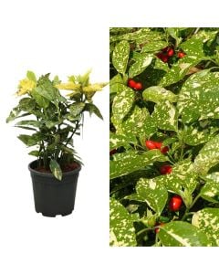 Aucuba japonica v.25 h.70-80