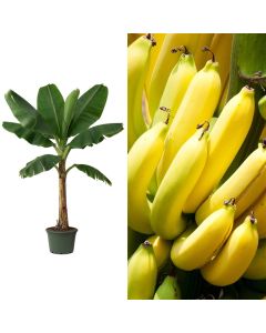 Banane, musa acuminata, dwarf cavendish v.50 h.175-200 cm