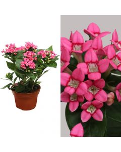 Bouvardia amora monica v.12 h.25