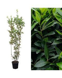 Laurus nobilis, Dafinë v.24 h.150