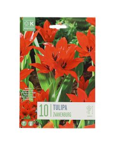 Bulbs, for ground and pot, red tulips, 10 pcs/pack, Zwanenburg tulip species