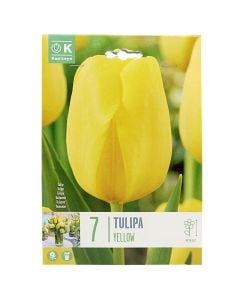 Bulba, për në tokë dhe në vazo, tulipan të verdhe, 7 cop/pako, Tulipan Yellow