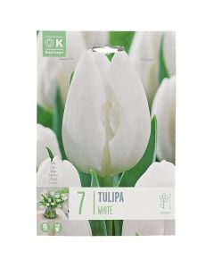 Bulba, për në tokë dhe në vazo, tulipan të bardhe, 7 cop/pako, Tulipan White