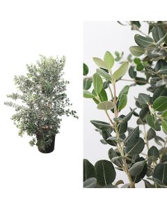 Metrosideros excelsa v.30 h.160