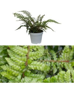 Polystichum polyblepharum v.17 h.30