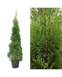Thuja smaragd v.31 h.190