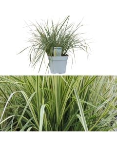 Calamagrostis accutiflora, overdam v.17 h.50