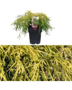 Chamaecyparis pisifera, filifera aurea v.17 h.40