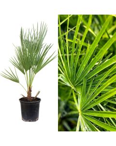 Chamaerops humilis v.18 h.80-100