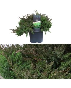 Juniperus davurica, leningrad v.19 h.60