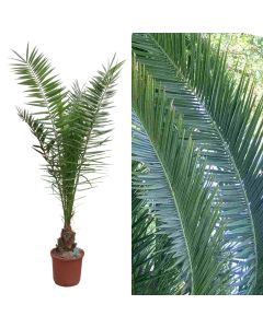 Phoenix canariensis v.30 h.180