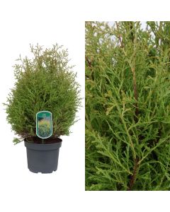 Thuja rheingold v.19 h.50