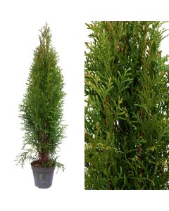 Thuja smaragd v.13 h.55-70